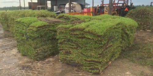 sod delivery,sod services,grandview,Ocala,Marion County,Florida