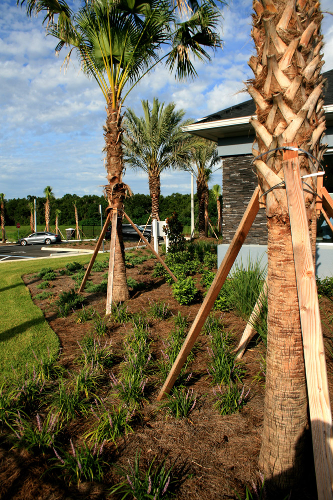 landscape,landscaping,ocala,fl