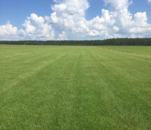 sod field,centipede,sod,grandview,ocala,silver springs,ft mccoy