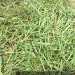 Bahia sod, argentine bahia sod, bahia grass