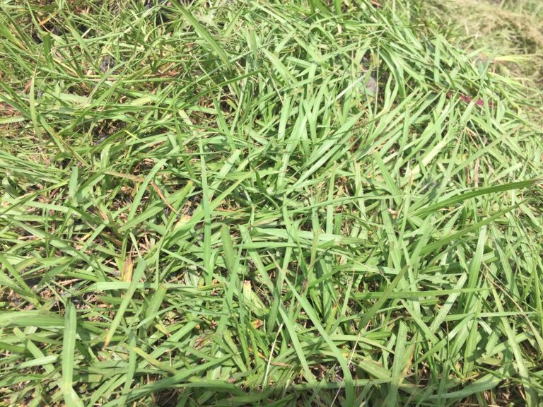 Argentine Bahia Sod by Grandview Farms in Ocala - GRANDVIEW Ocala, FL